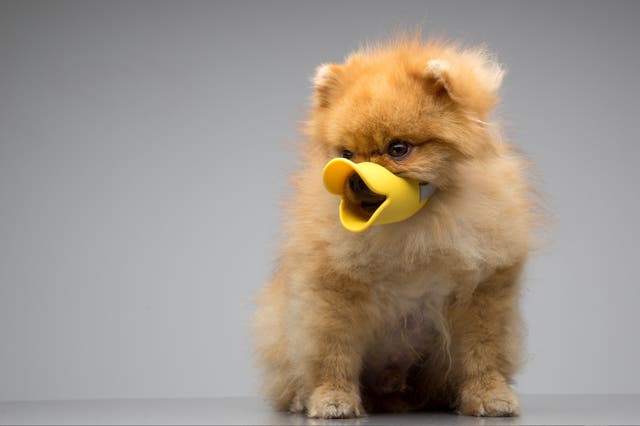 <p>“A silicon duck muzzle for small dogs. This is what economists call a ‘win-win’” </p>