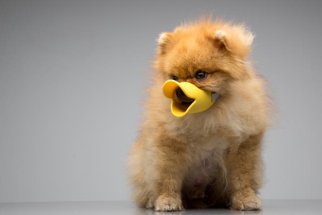 <p>“A silicon duck muzzle for small dogs. This is what economists call a ‘win-win’” </p>
