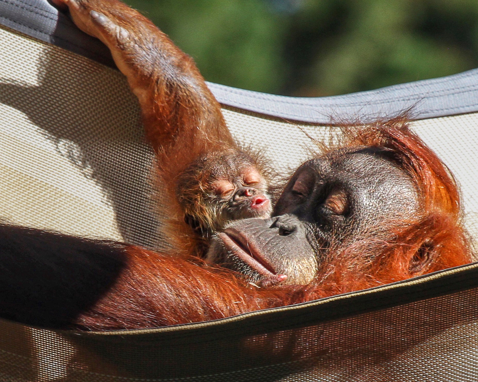 Maury Povich Denver Zoo