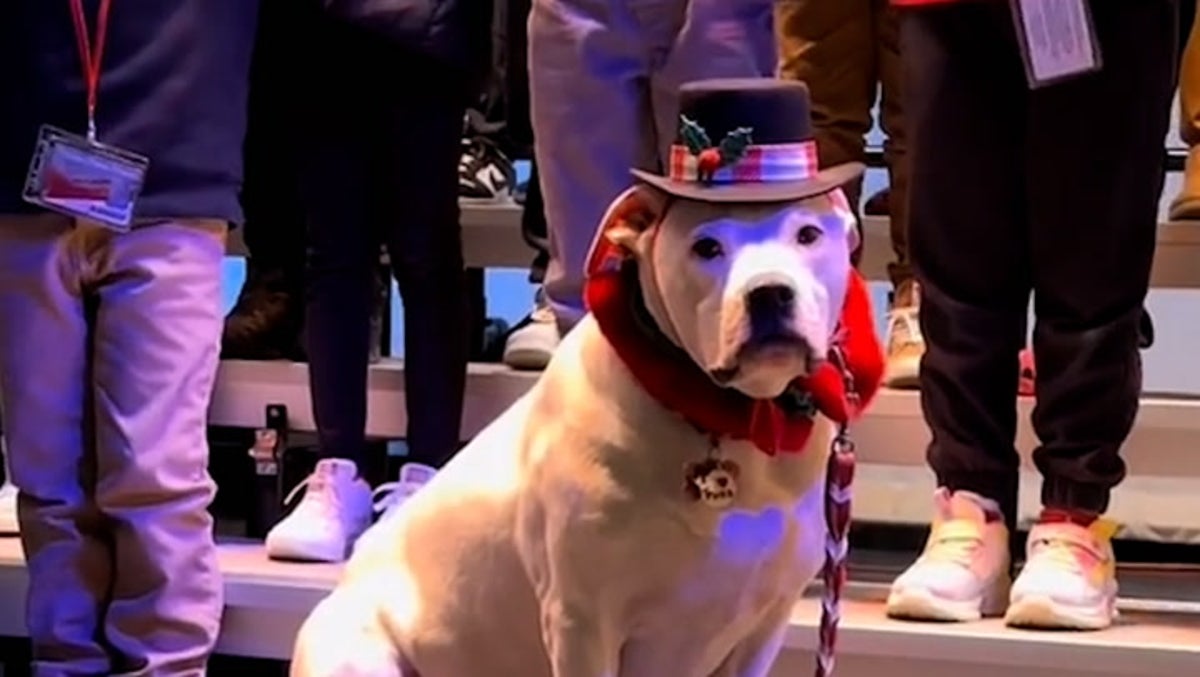 Deaf dog steals show at children’s Christmas concert