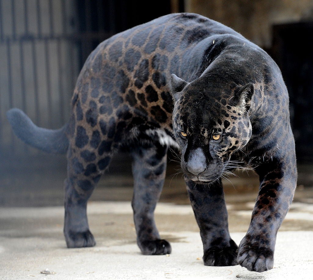 File photo: A black jaguar called "Boogie" walks in his cage at the zoo in Tbilisi on February 10, 2010. Black jaguars such as Boogie are found in several South American countries