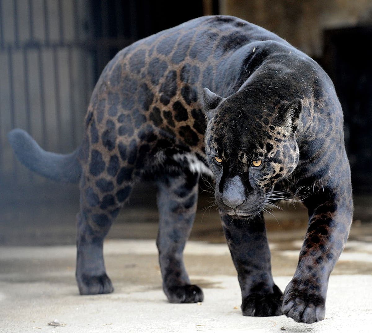 A Texas man claimed he saw a black panther in his backyard