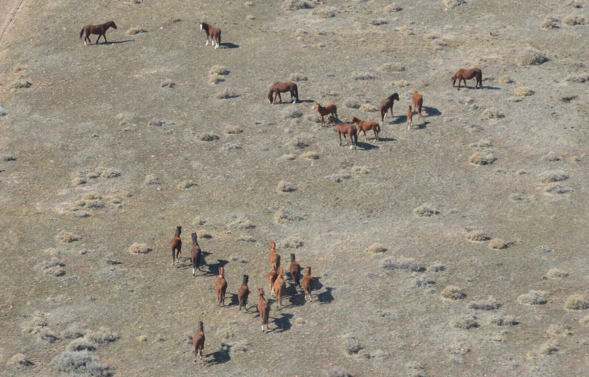 Пасища в Невада, облагани с данъци от диви коне, управителите на земи планират да съберат хиляди от животните