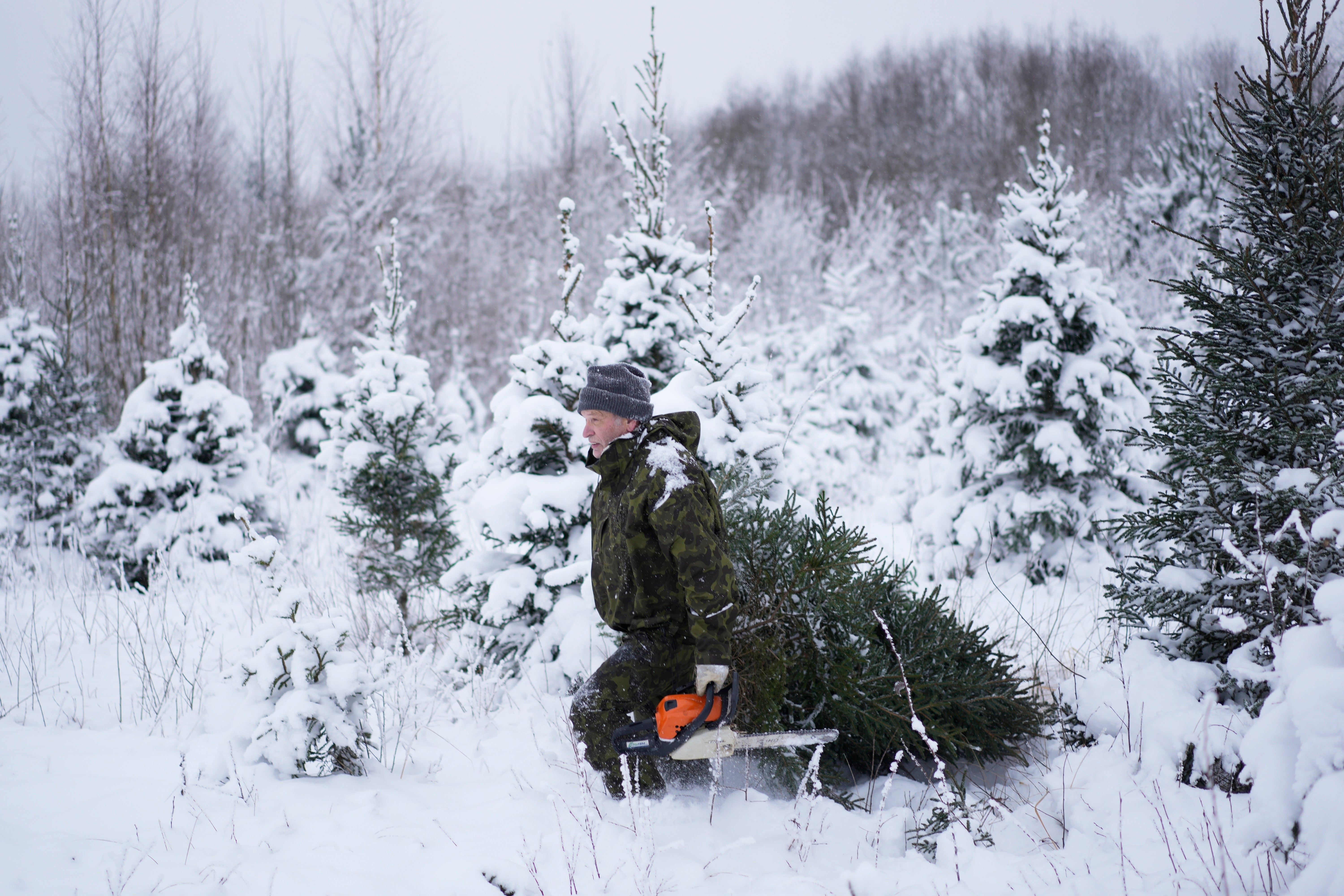 Estonia Christmas Trees Photo Gallery