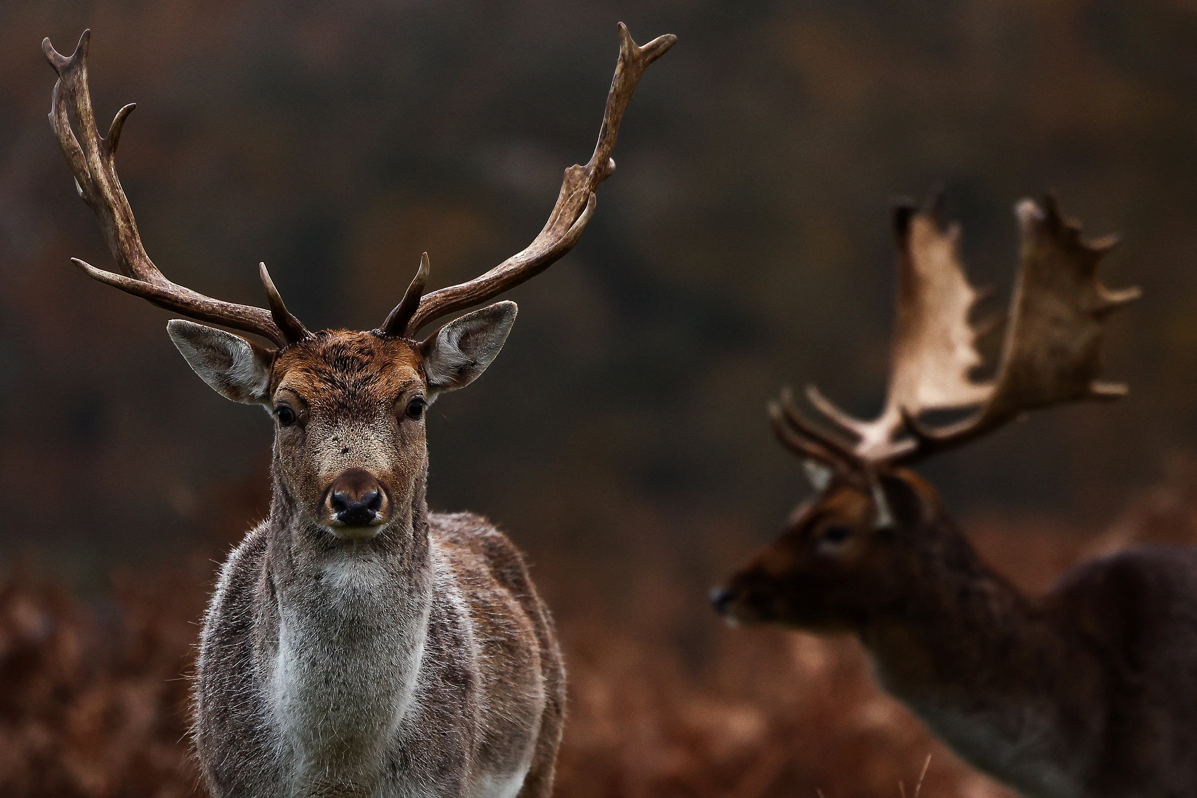 Richmond Park and Bushy Park are home to more than 1,000 free-roaming red and fallow deer