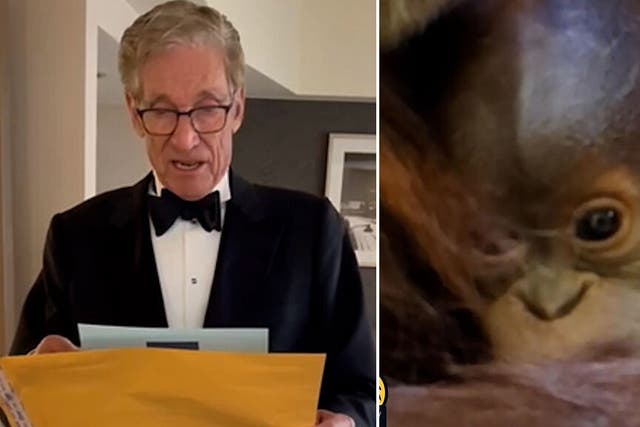 <p>'You are the father': Maury Povich delivers orangutan's paternity results for Denver Zoo</p>