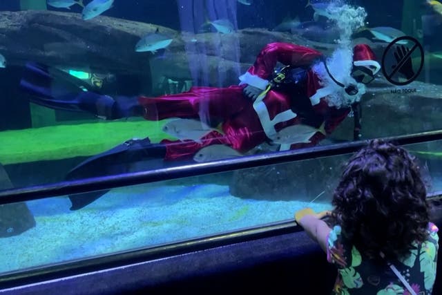 <p>Scuba diving Santa surprises aquarium visitors by swimming with sharks</p>