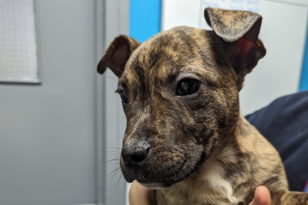 Puppy with missing paw abandoned in carrier bag in car park on Christmas Eve