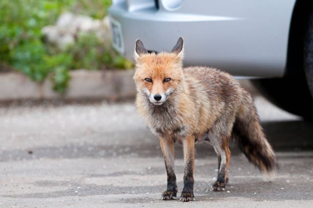 Breakdowns caused by animals getting inside vehicles have reached record levels, new figures suggest (Alamy/PA)