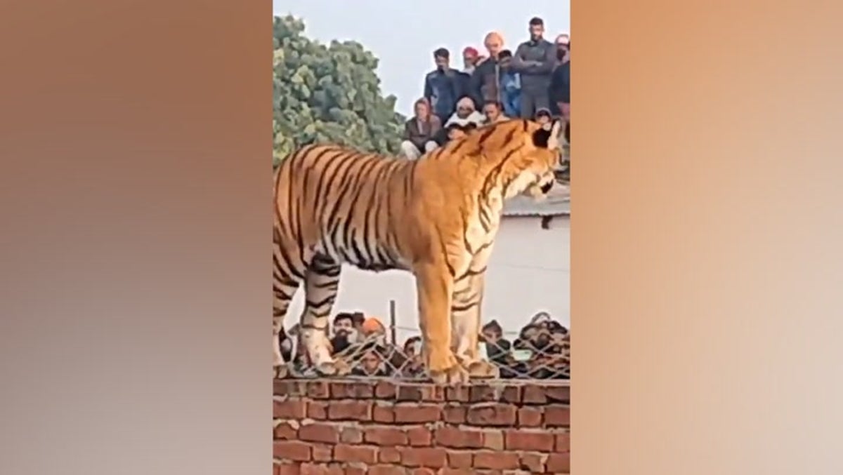 Tiger captured after wandering into Indian village and resting in front of stunned crowd