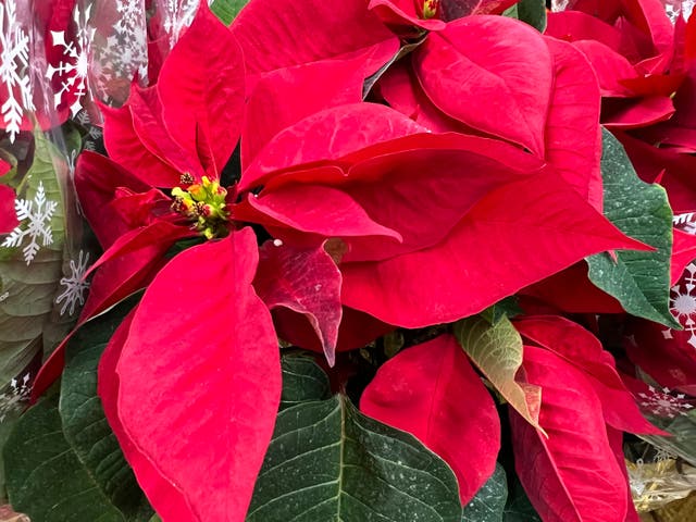 Gardening - Poinsettias