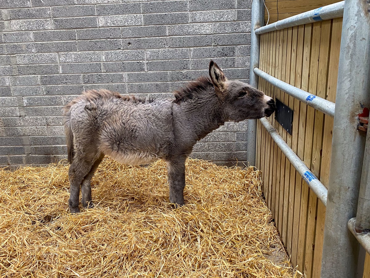 Four donkey foals born after abandoned mares thrive in sanctuary home