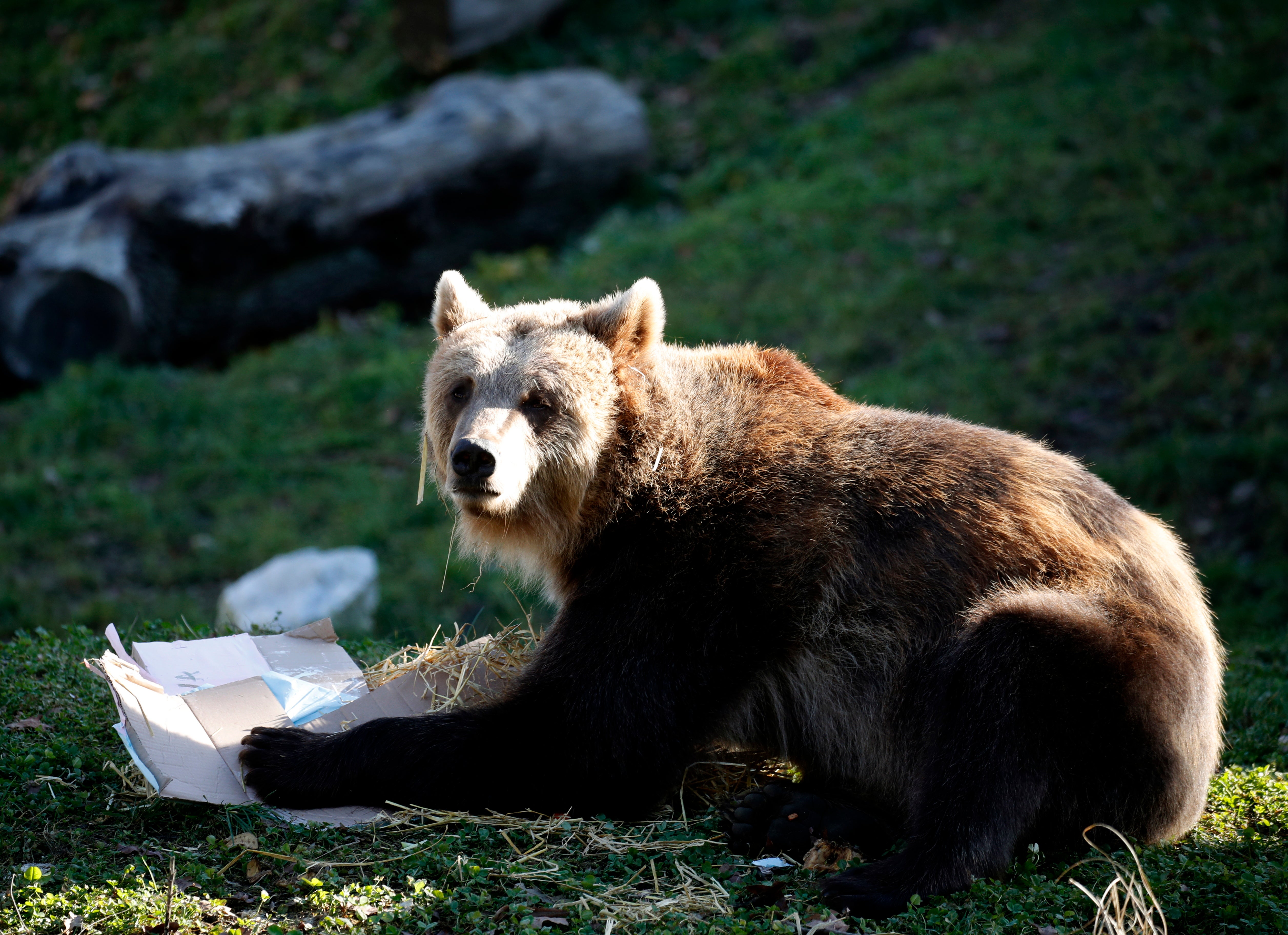 A brown bear eats food in Zagreb Zoo, Croatia