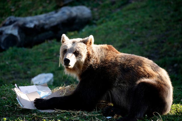 <p>A brown bear eats food in Zagreb Zoo, Croatia</p>