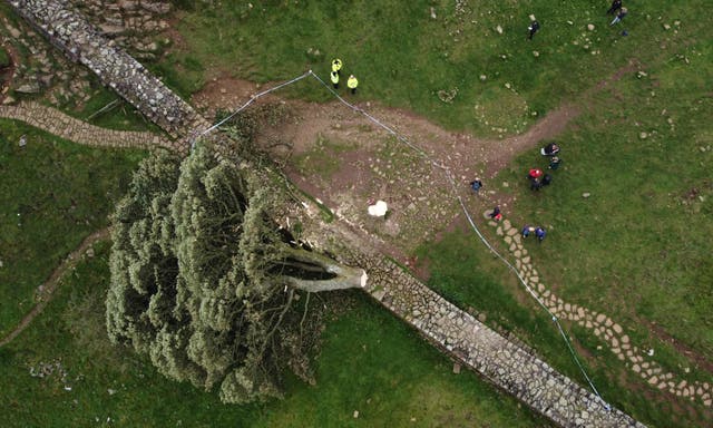<p>It will be three years before horticulturists know if the stump of the felled Sycamore Gap tree is healthy enough to regrow </p>