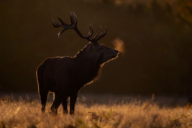 Red Deer are rutting later in the year, meaning calves have less time to grow in the summer (Barry Edwards/National Trust/PA)