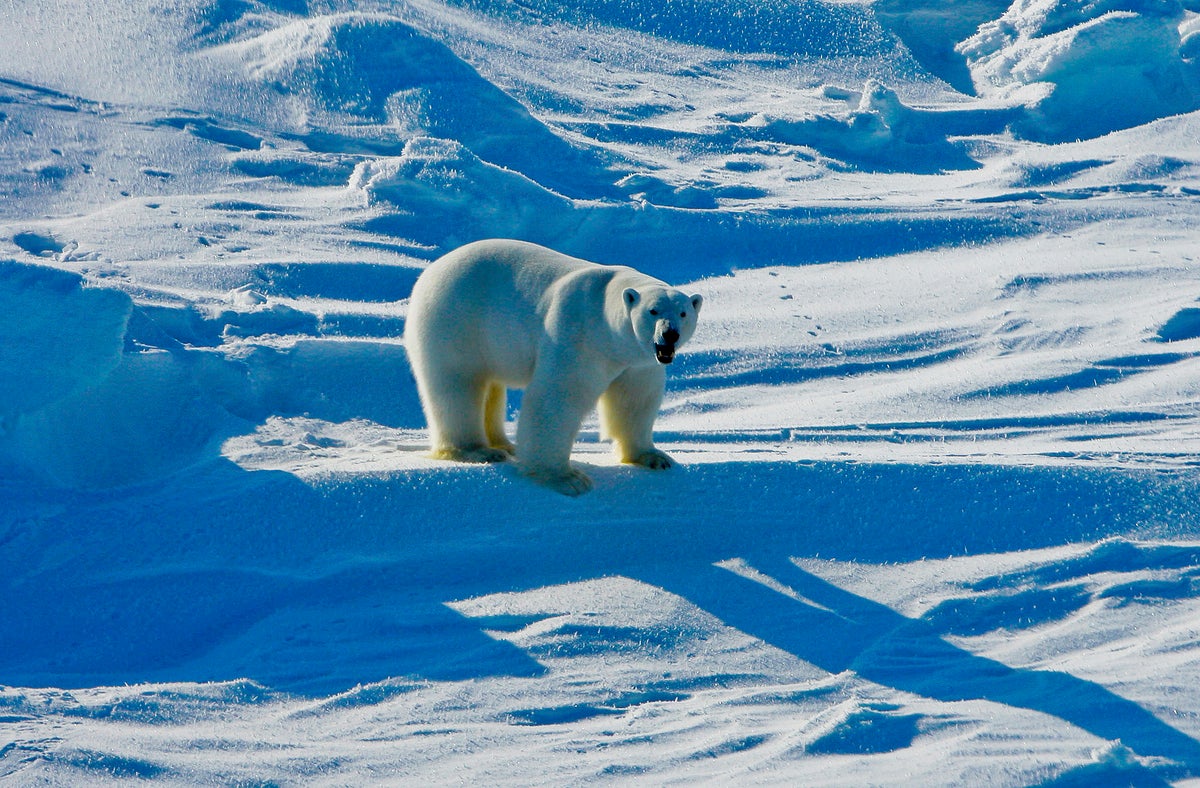 Polar bears are starving - and it’s only getting worse