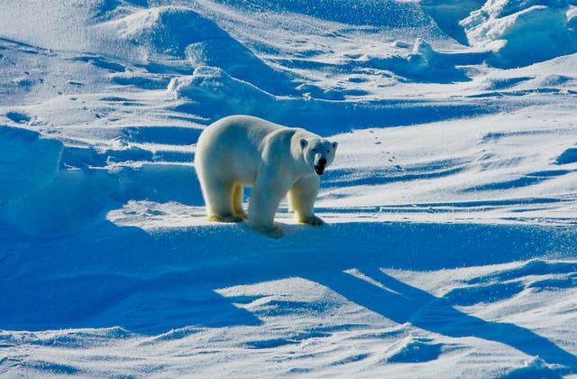 <p>A polar bear in the Beaufort Sea region of Alaska, pictured in 2009. As safe habitats for polar bears <a href="/climate-change/wildlife-photographer-year-polar-bear-b2492020.html">continue to shrink rapidly</a> due to<a href="/climate-change/news/january-hottest-on-record-global-warming-b2492674.html"> global heating</a>, <a href="/topic/scientists">scientists</a> carried out a study to understand whether these majestic creatures can adapt to new environments</p>