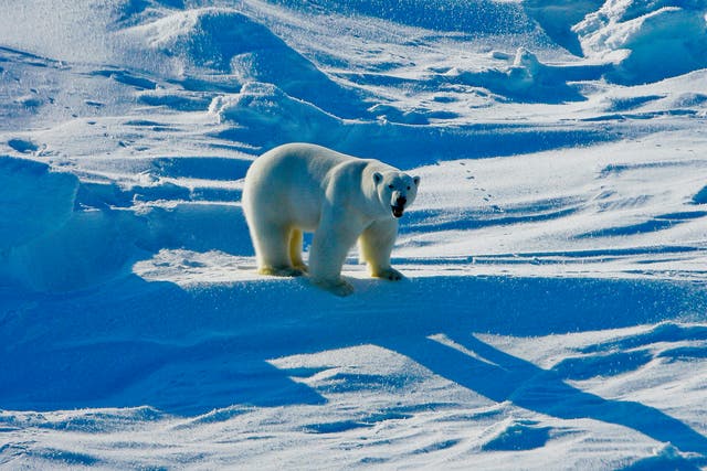 <p>A polar bear in the Beaufort Sea region of Alaska, pictured in 2009. As safe habitats for polar bears <a href="/climate-change/wildlife-photographer-year-polar-bear-b2492020.html">continue to shrink rapidly</a> due to<a href="/climate-change/news/january-hottest-on-record-global-warming-b2492674.html"> global heating</a>, <a href="/topic/scientists">scientists</a> carried out a study to understand whether these majestic creatures can adapt to new environments</p>