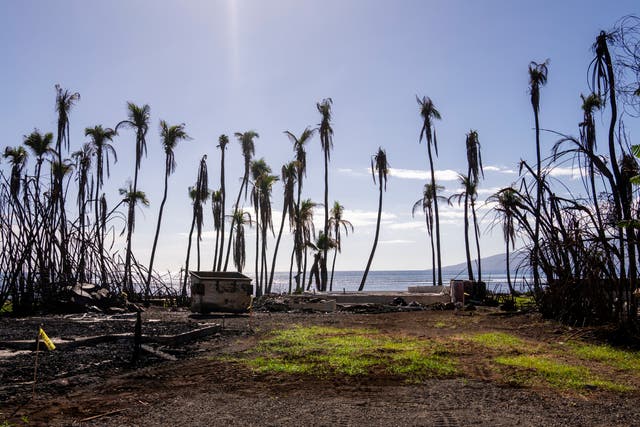 <p>Wilted palm trees line a destroyed property on 8 December 2023 in Lahaina, Hawaii</p>