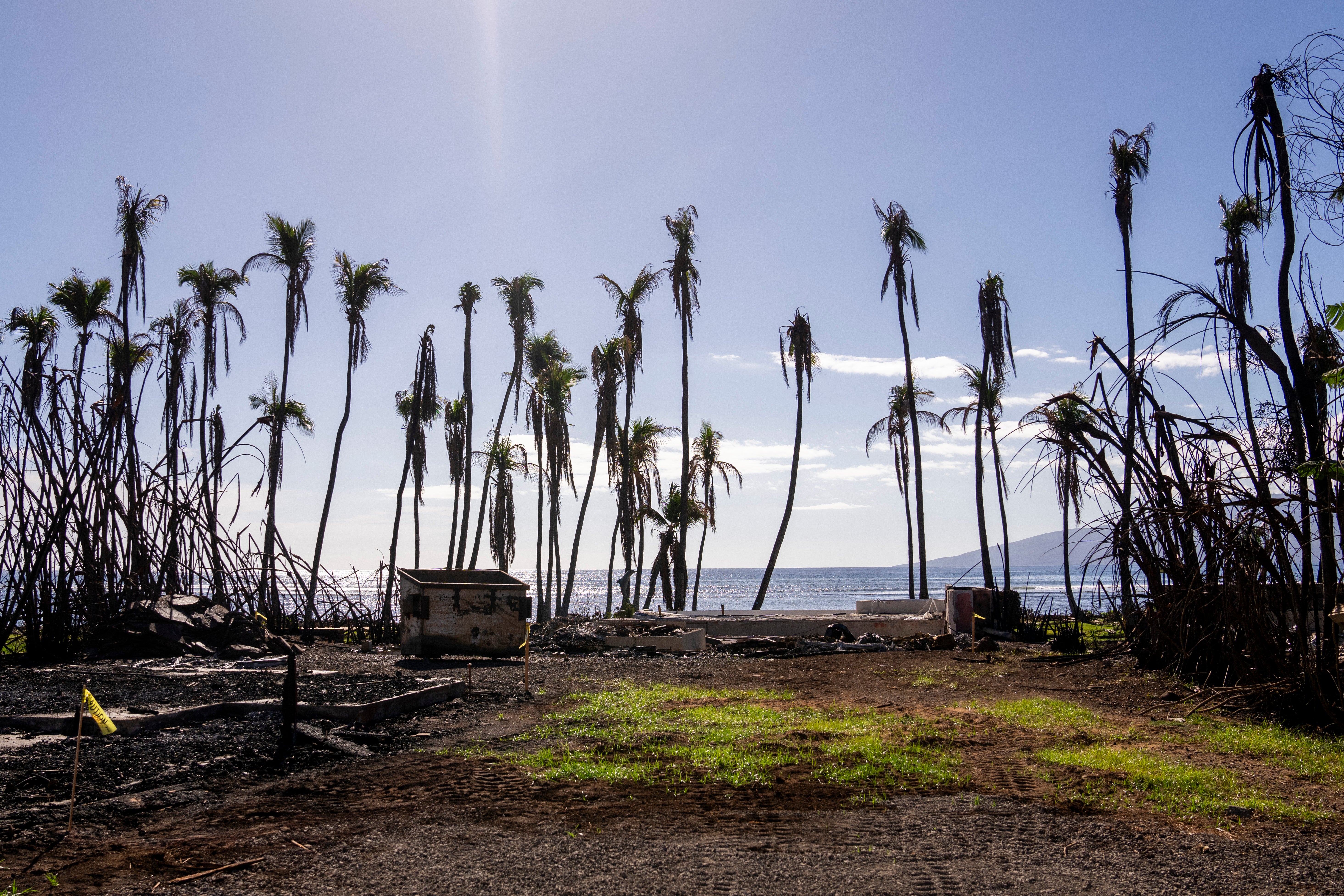 Wilted palm trees line a destroyed property on 8 December 2023 in Lahaina, Hawaii