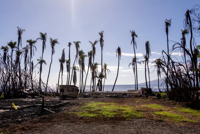 <p>The August wildfires on the Hawaiian island of Maui killed at least 100 people and destroyed thousands of homes.</p>