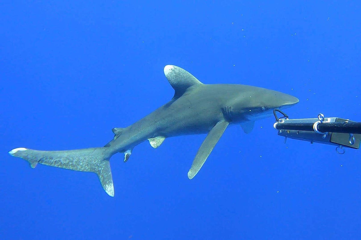 Rare on-screen glimpse of critically endangered oceanic whitetip shark