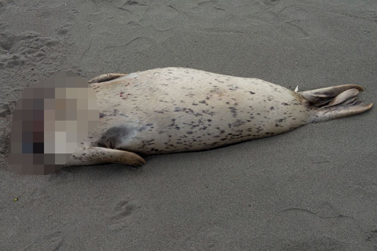 Учените разгадаха мистерията на обезглавените тюлени на калифорнийските плажове