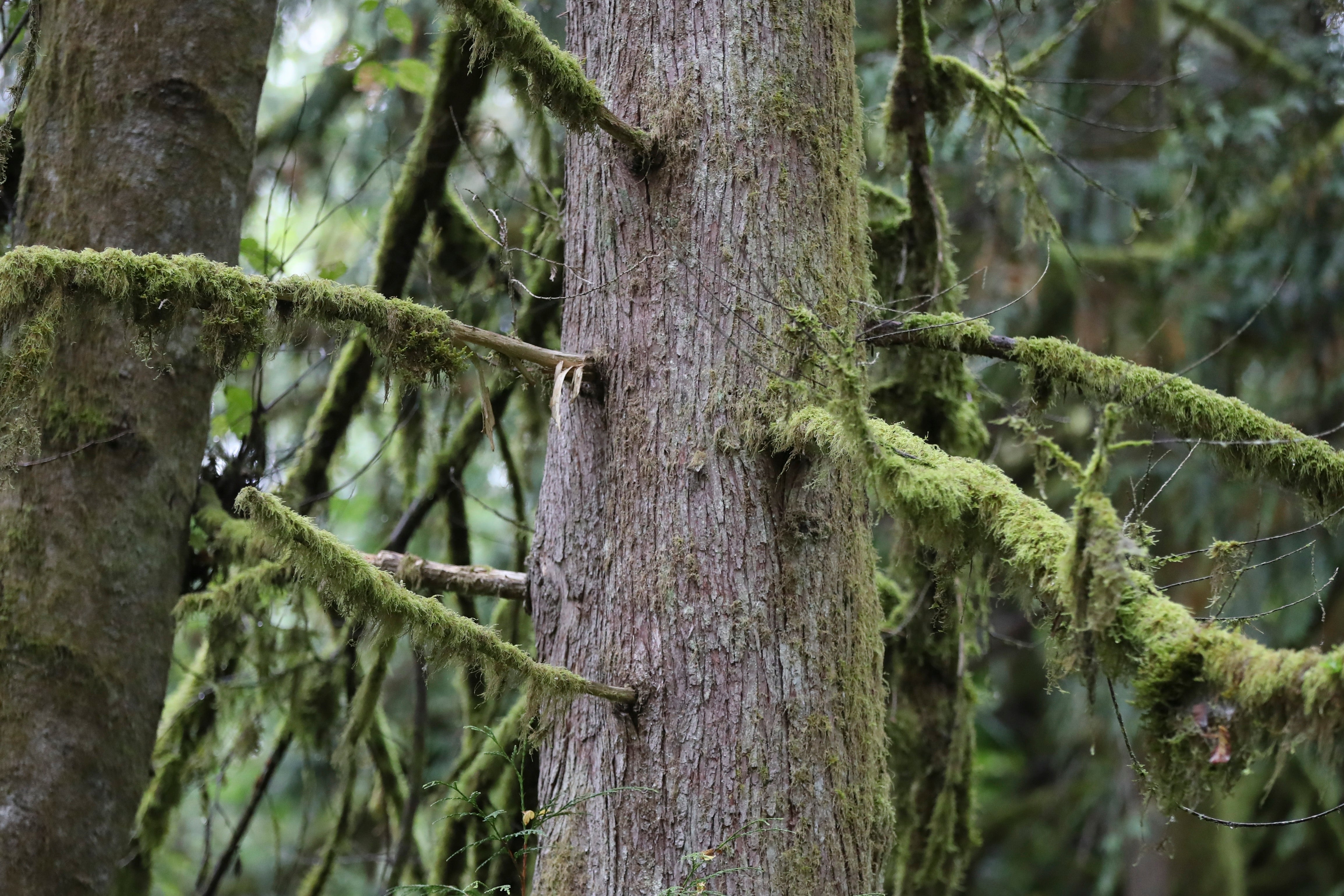 Climate Assisted Species Migration