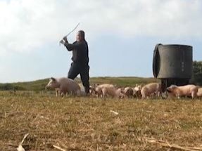 A worker stands above the pigs with an iron bar