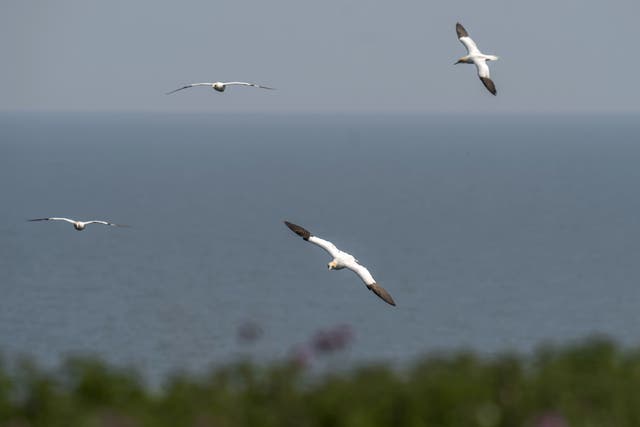 Black-eyed gannets are more likely to be immune from bird flu than those with blue eyes (Danny Lawson/PA)