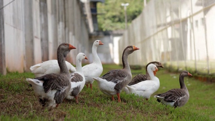 Set of 4 goose / geese tv tables cheapest