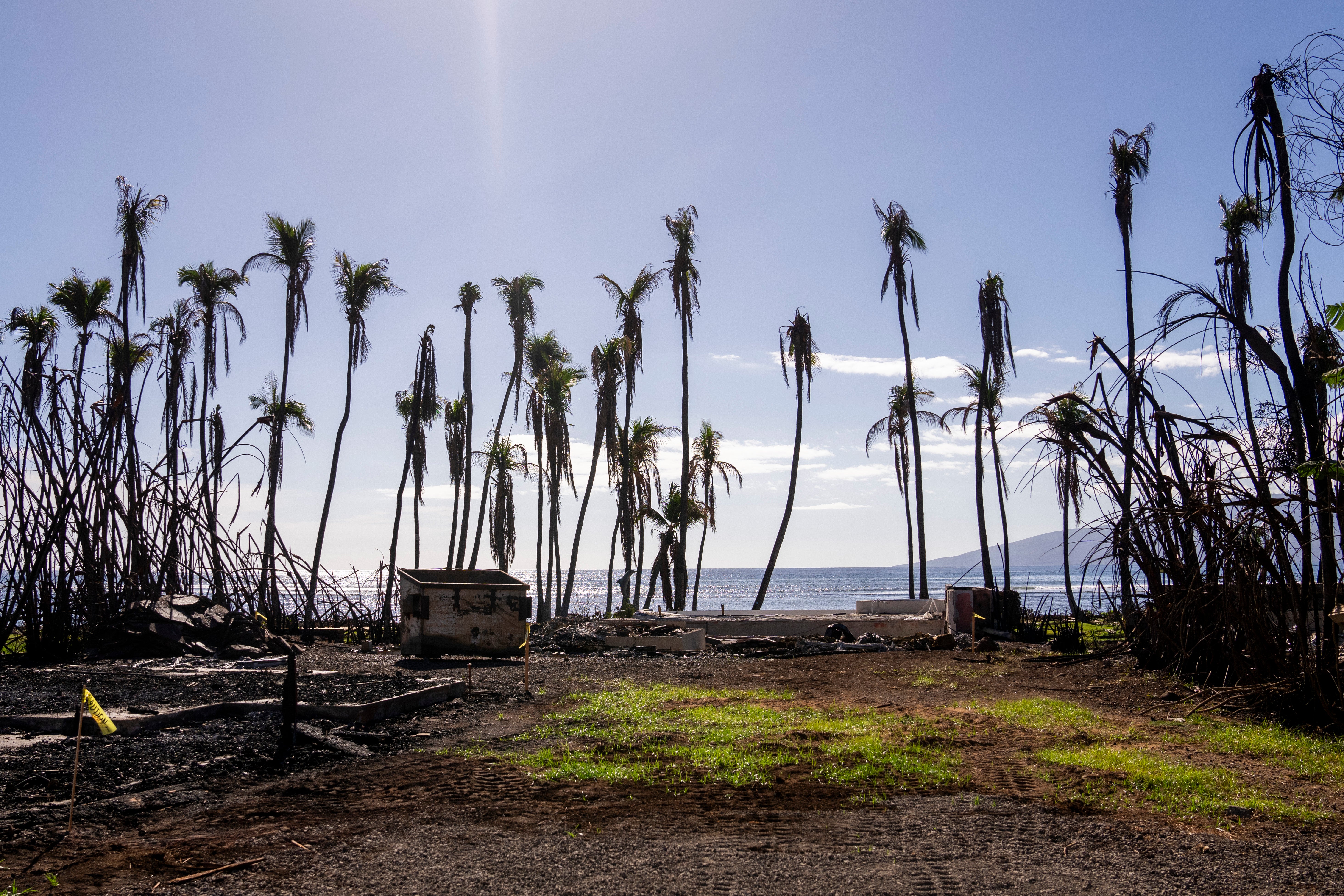 Wilted palm trees line a destroyed property in Lahaina, Hawaii, December 2023