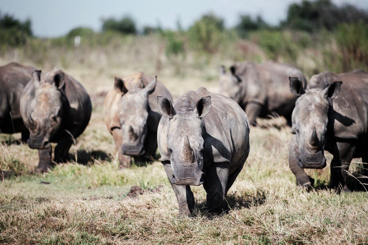 Тексасец, арестуван в Южна Африка, след като полицията съобщи, че е открила 26 трупа на носорог в ранчото му