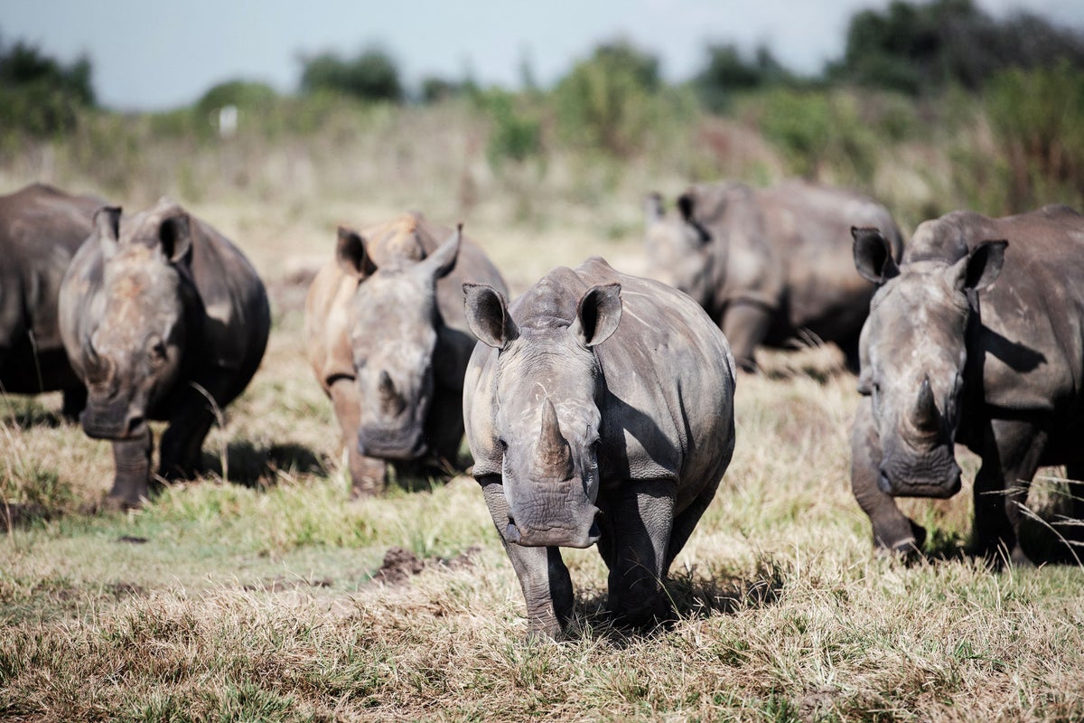 Texan arrested in South Africa after police say they found 26 rhino carcasses on his ranch