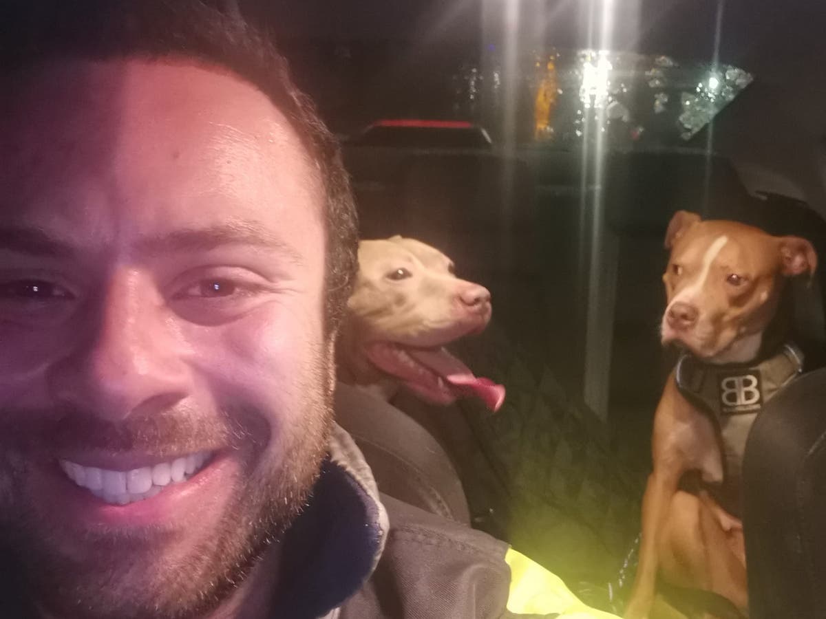 Мъж кара 200 мили до шотландските граници, за да спаси кучетата XL Bully преди забрана