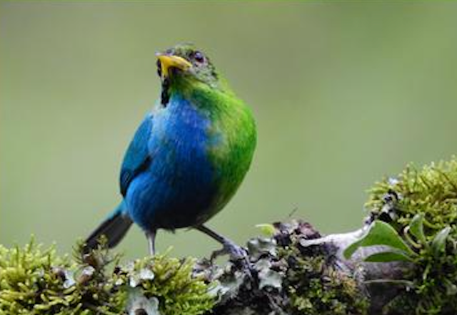 <p>Photo of a bilaterally gynandromorphic Green Honeycreeper near Manizales, Colombia</p>