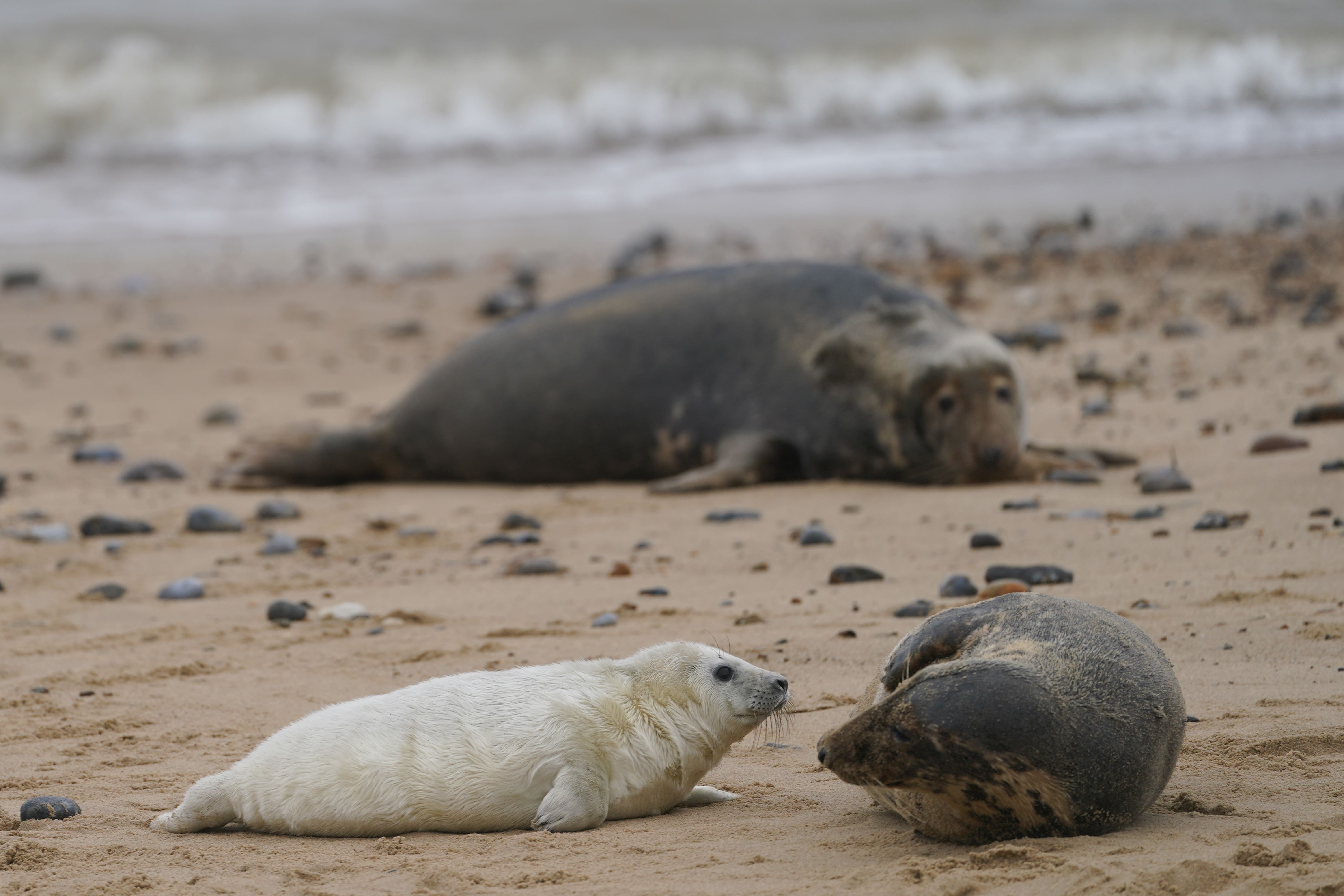 Almost 4,000 baby seals were born along the five-mile stretch of coast in Norfolk last year, a record for the region (Joe Giddens/PA)
