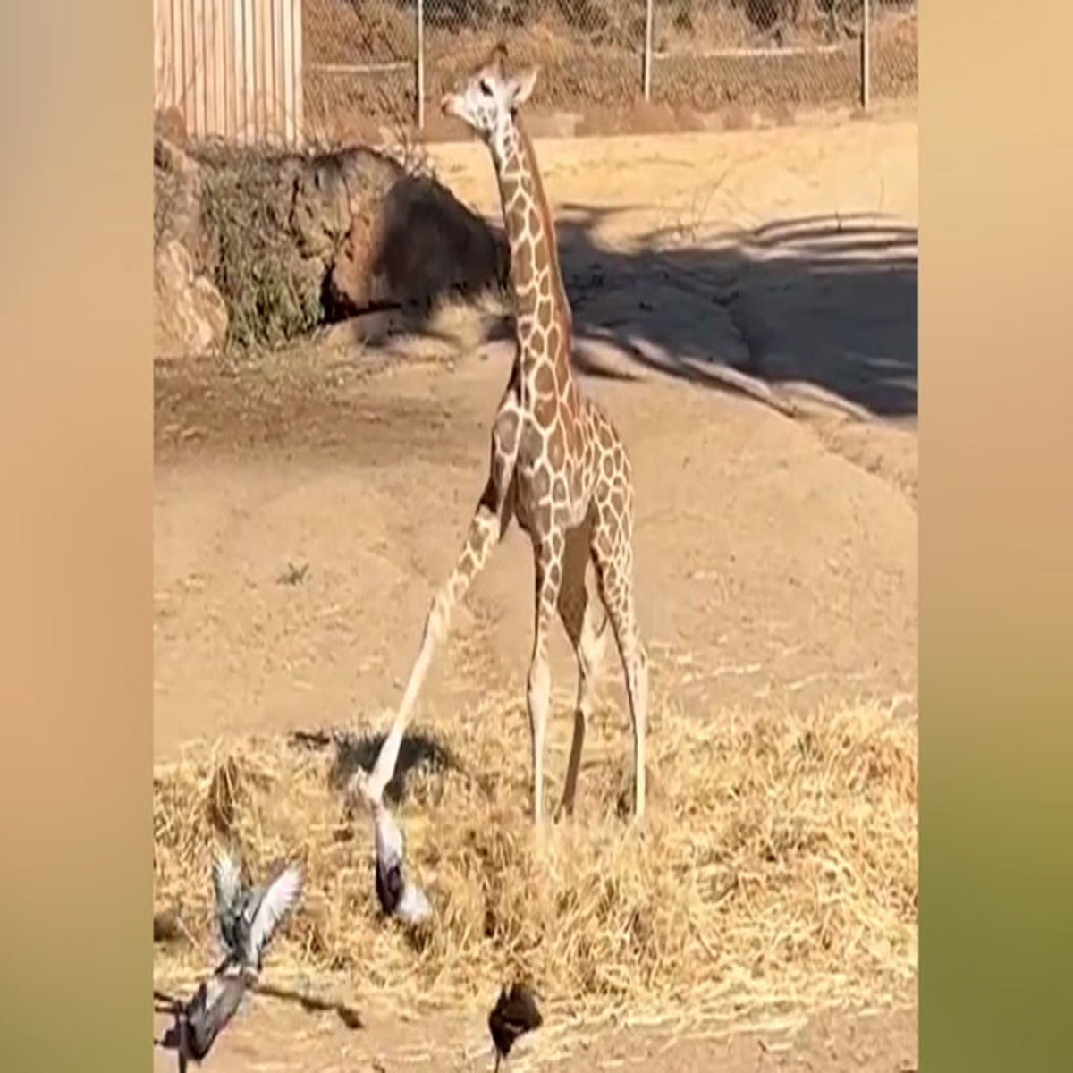 Baby giraffe sneaks up on pigeons in playful jump at California zoo |  Lifestyle | Independent TV