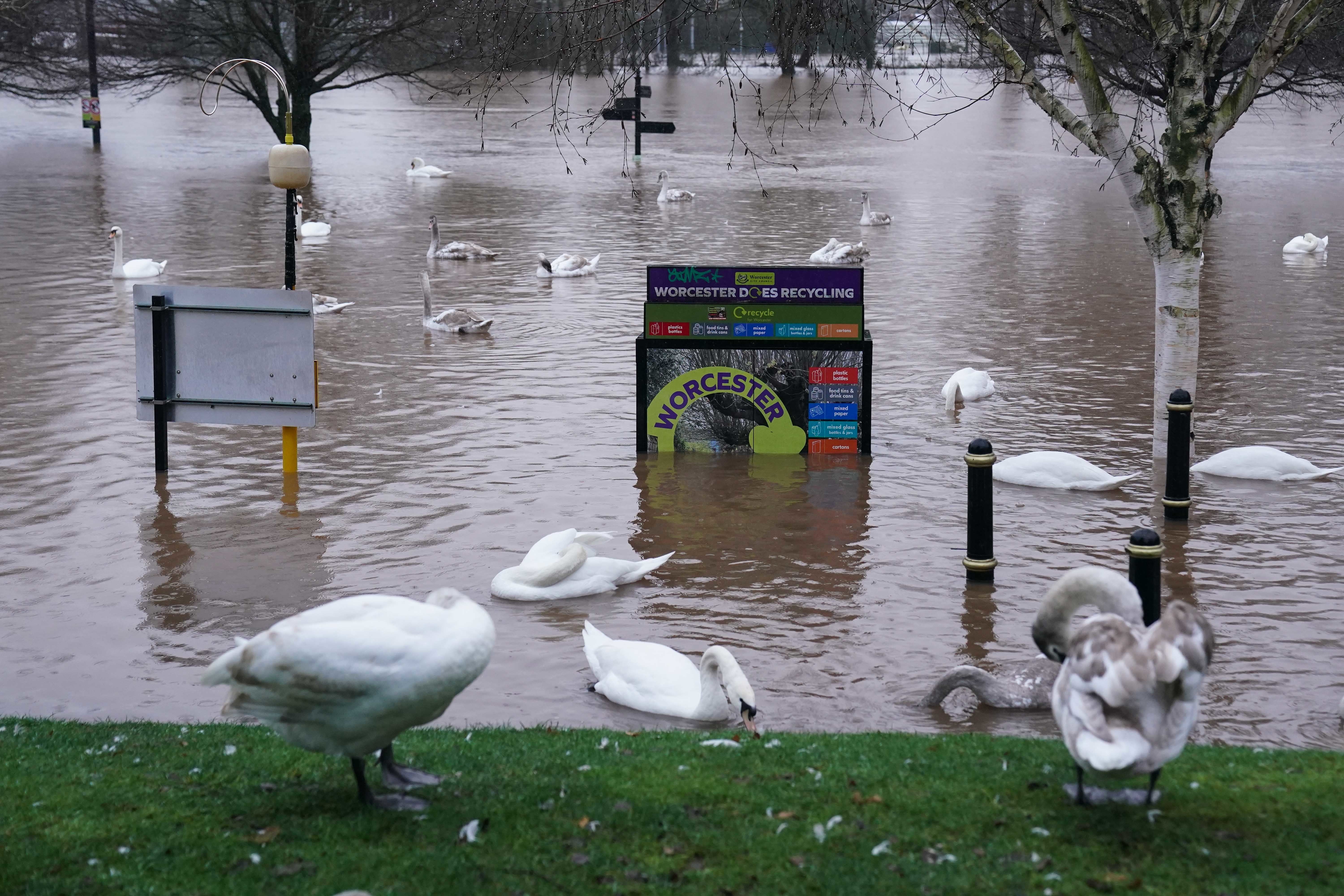 Swans in Worcester after the river Severn burst its banks on Tuesday