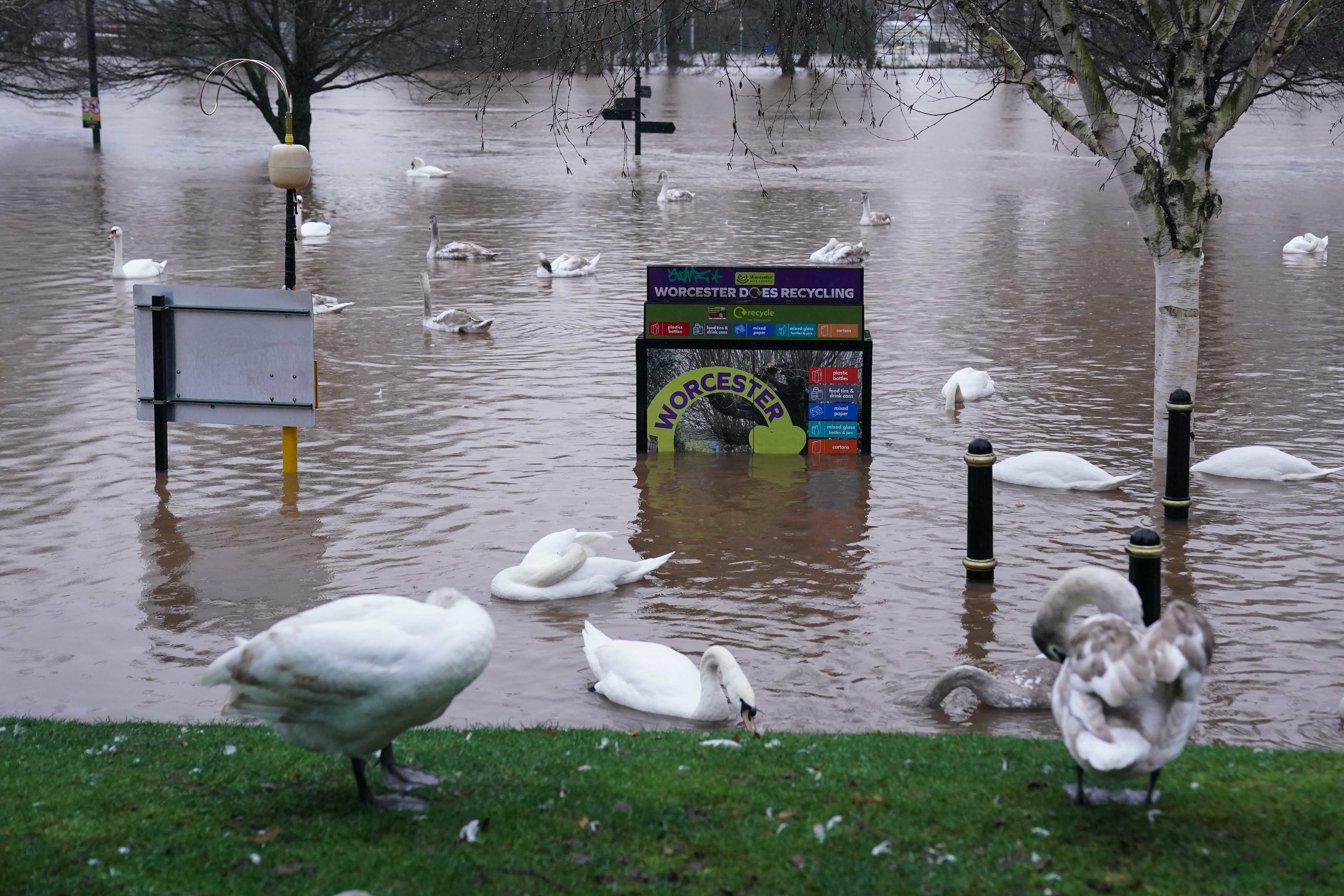 Swans in Worcester after the River Severn burst its banks after Storm Henk hit