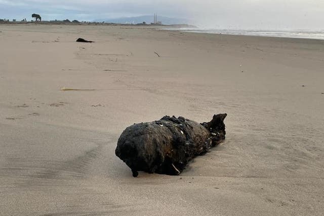 <p>On Sunday, officials with the Santa Cruz County Sheriff’s Office discovered a WW2 Navy practice bomb off the coast of Santa Cruz, Calif. </p>