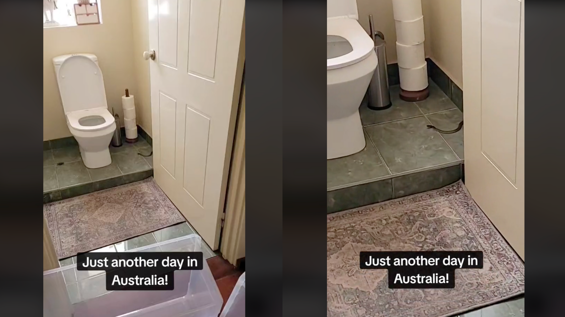 <p>Screengrabs from a TikTok video showing a snake found in a residential toilet in Australia </p>