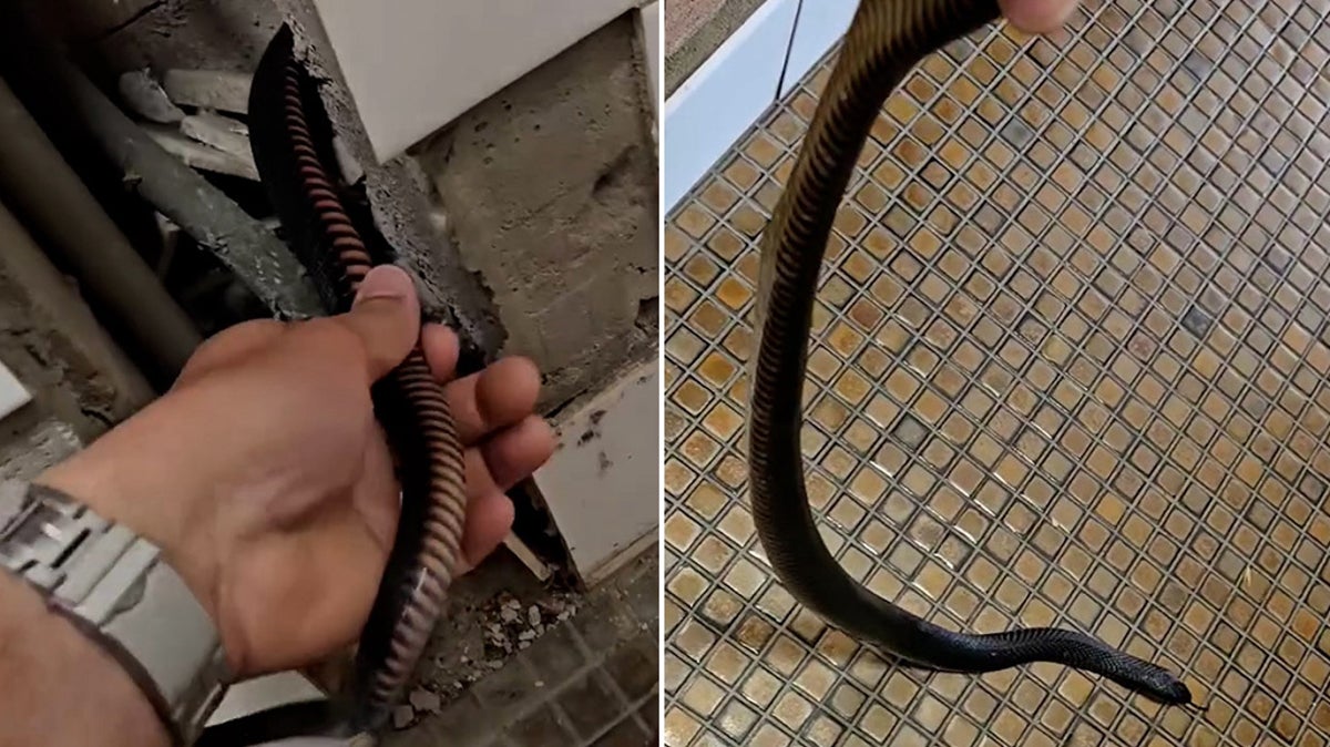 Venomous snake found hiding in Australian school toilet cubicle