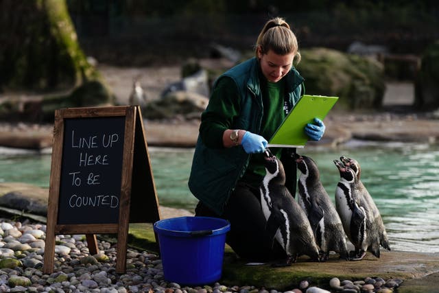 Zoo keeper Jess counts Humboldt penguins during the annual stocktake at ZSL London Zoo in central London. Required as part of the zoo’s licence, the annual stock take includes every animal, with all other British zoos required to do similar yearly counts. Picture date: Wednesday January 3, 2024.