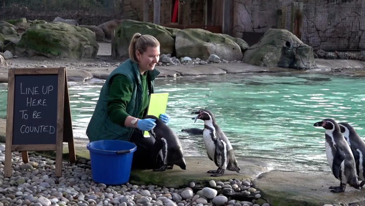 Watch animals at London Zoo get on scales for annual weigh-in