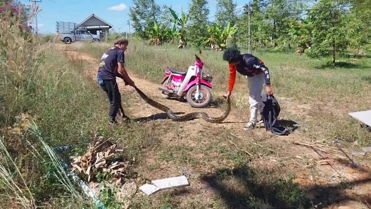 ‘Mammoth’ 12-foot long python found underneath orchard in Thailand