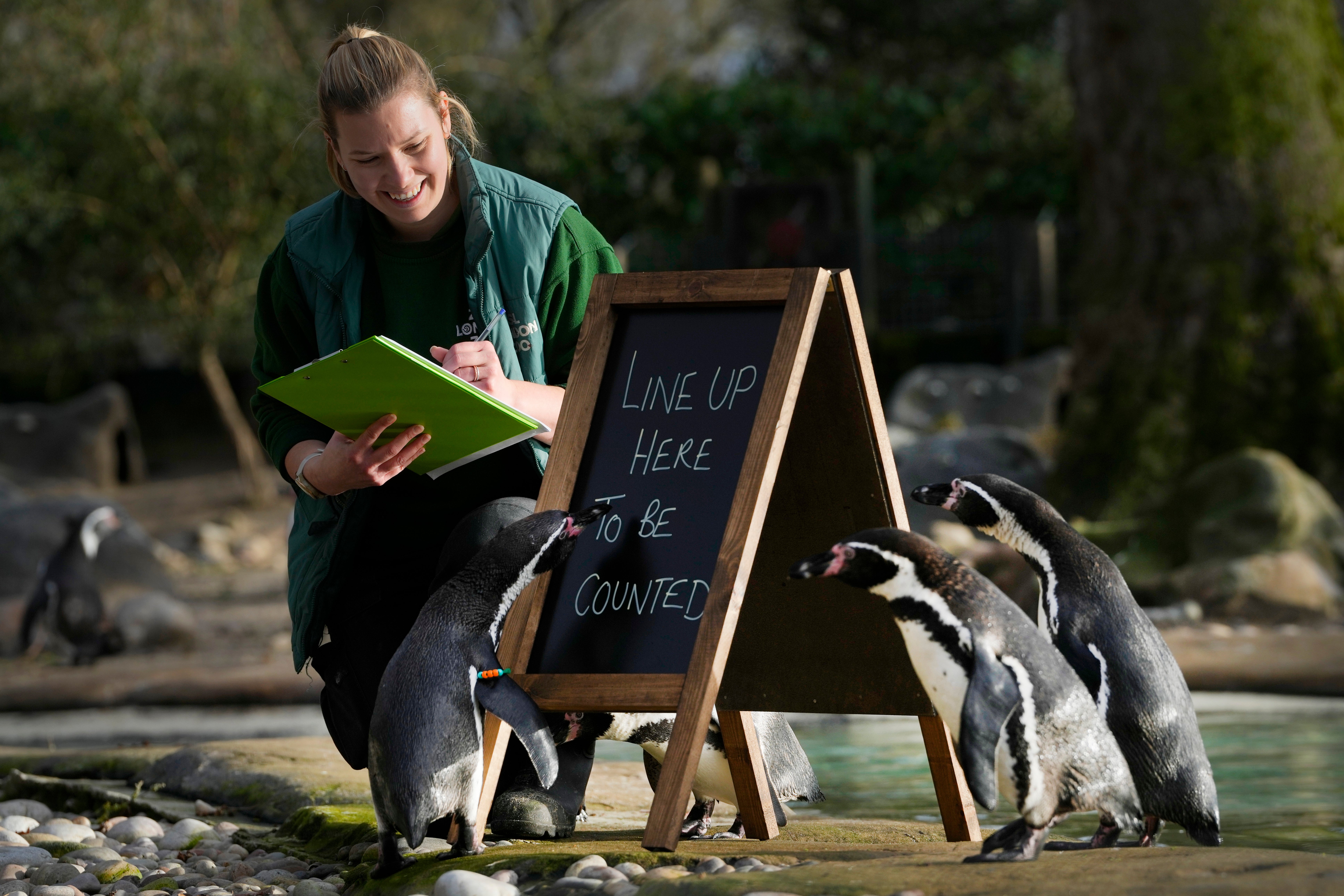 APTOPIX Britain Zoo Count