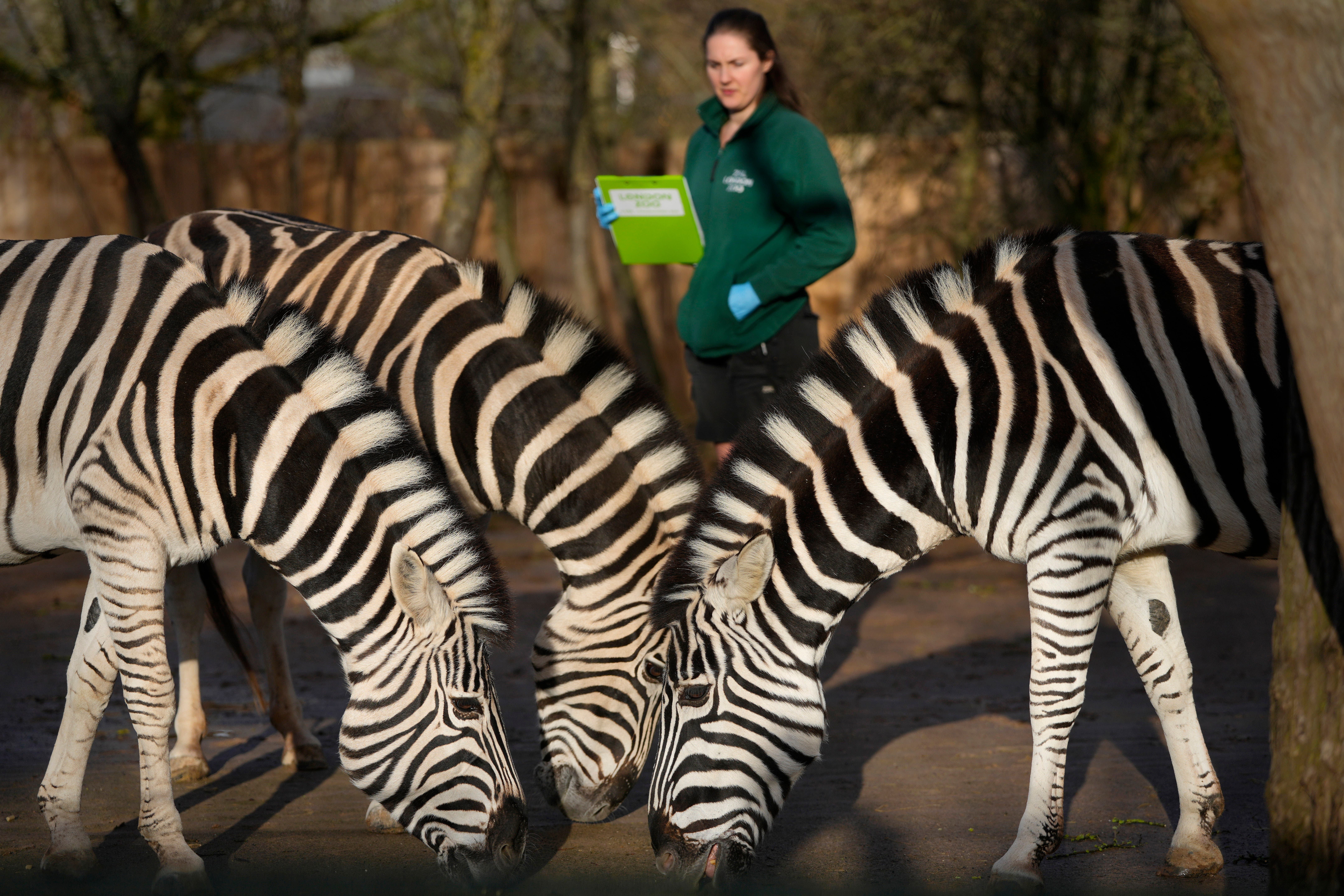 Penguins line up to be counted while tiger cub plays as London zookeepers perform annual census - Vimarsana News
