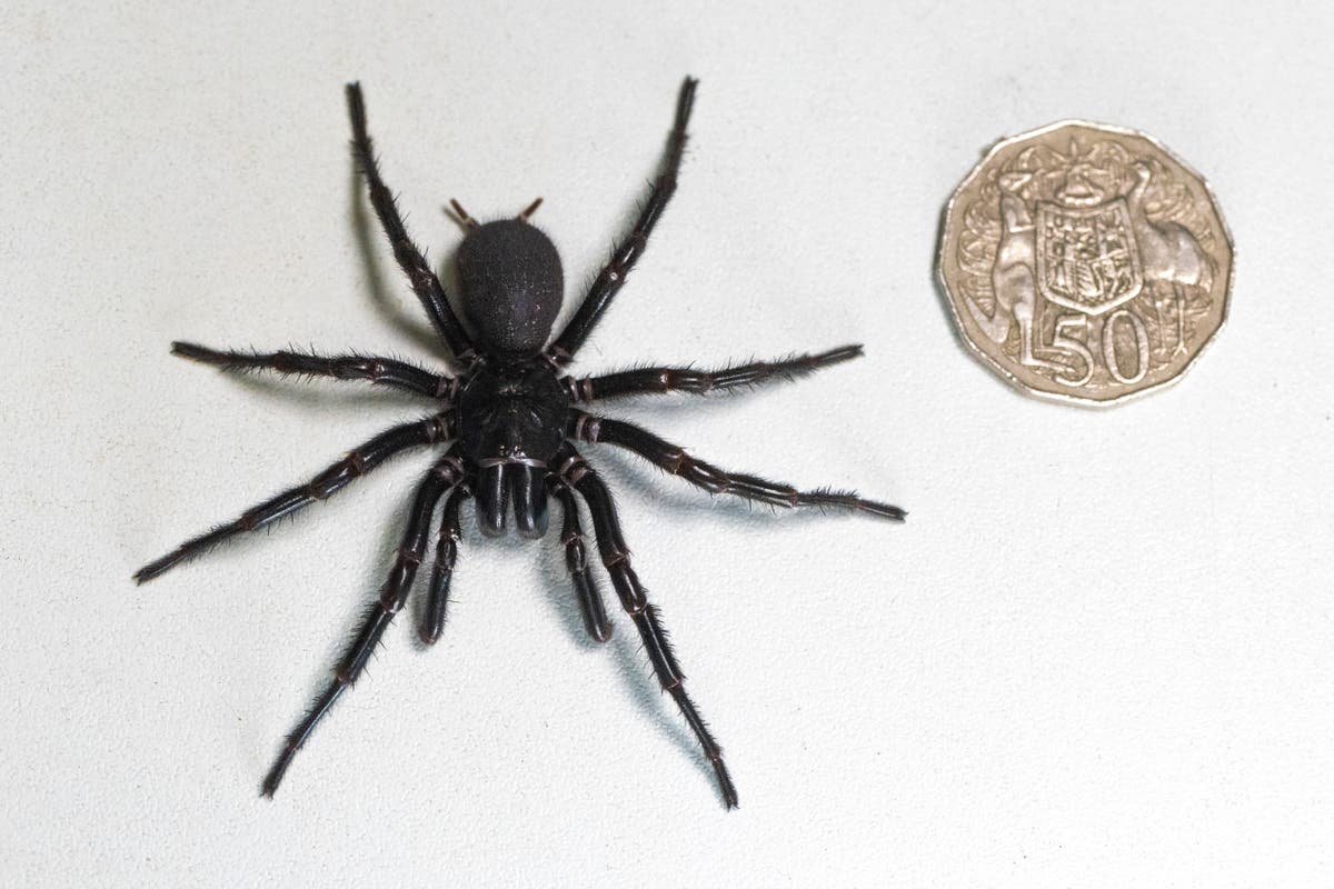 Смъртоносният фуниевиден паяк от Сидни „Херкулес“ поставя рекорд за най-голям екземпляр, събран в Австралия